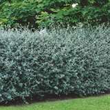 Teucrium Fruticans16 - Garden Express Australia