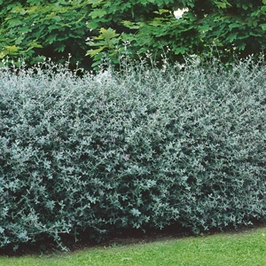 Teucrium Fruticans 75mm