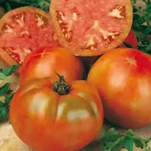Seed – Tomato Mortgage Lifter Seed – Tomato Mortgage Lifter