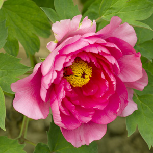 Tree Peony Rose Flame