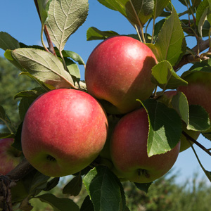 Trixzie Gala Apple Mini Fruit Tree Trixzie Gala Apple Mini Fruit Tree