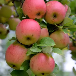 Trixzie Pink Lady Mini Fruit Tree Trixzie Pink Lady Mini Fruit Tree