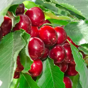 Trixzie Black Cherry Mini Fruit Tree Trixzie Black Cherry Mini Fruit Tree