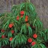 Trixzie Pixzee Peach Tretrippe - Garden Express Australia