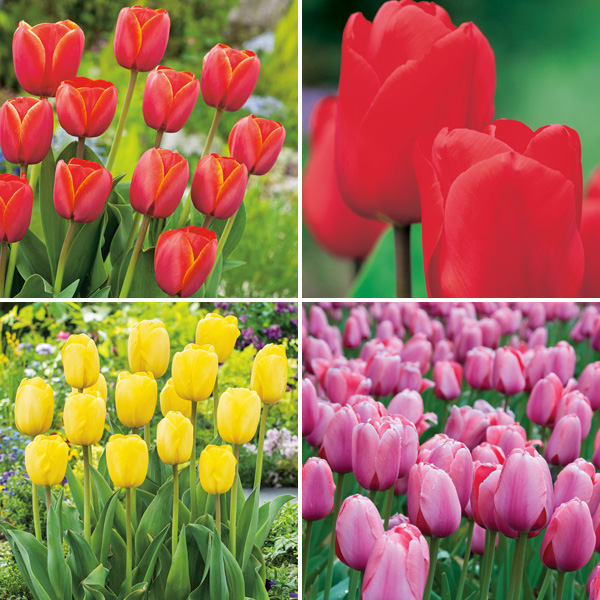 Tulip Darwin Hybrid Collection- Bold Colours Tulip Darwin Hybrid Collection- Bold Colours