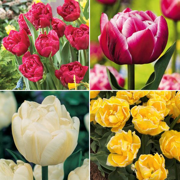 Tulip Double Collection Tulip Double Collection