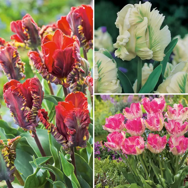 Tulip Parrot Collection Tulip Parrot Collection