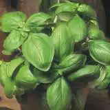 Vege Seed Basil 2012 - Garden Express Australia