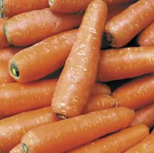 Seed – Carrot All Year Round Seed – Carrot All Year Round