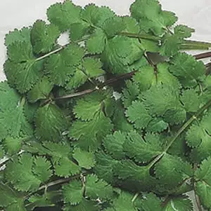 Seed – Coriander Seed – Coriander