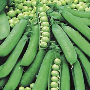 Seed – Pea Greenfeast Seed – Pea Greenfeast