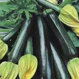 Vege Seed Zuccini 2012 - Garden Express Australia