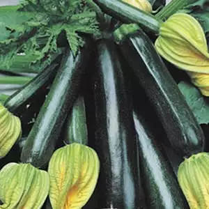 Seed – Zucchini Black Jack Seed – Zucchini Black Jack