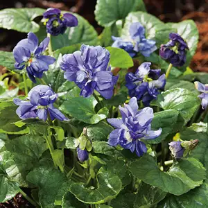 Viola Lady Hume Campbell Viola Lady Hume Campbell