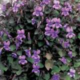 Viola Labradorica Viola Labradorica