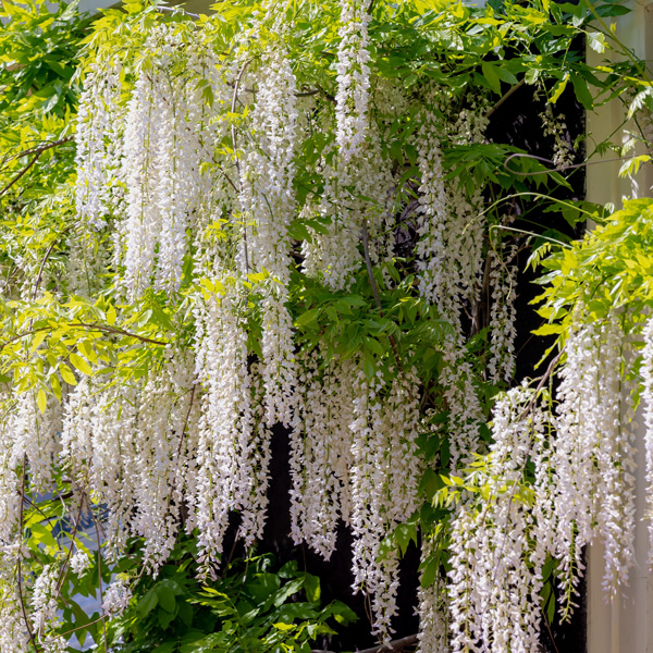 Wisteria Alba- Japanese White Wisteria Alba- Japanese White