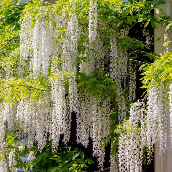 Wisteria Alba- Japanese White Wisteria Alba- Japanese White