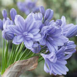 Agapanthus Double Delight Plaagadde 2020 - Garden Express Australia