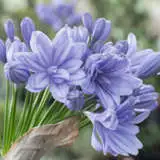 Agapanthus Double Delight Plaagadde 2020 - Garden Express Australia