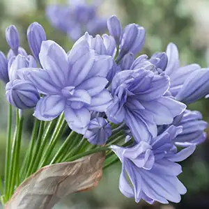 Agapanthus Double Delight Agapanthus Double Delight