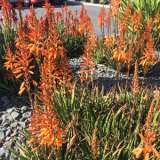 Aloe Andreas Orange 2019 Plaaloaor - Garden Express Australia