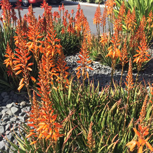 Aloe Andreas Orange (pbr)