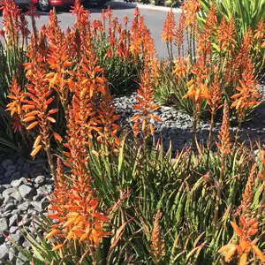 Aloe Andreas Orange (pbr) Aloe Andreas Orange (pbr)