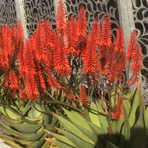 Aloe Big Red Aloe Big Red