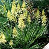 Aloe Bush Baby Yellow 2019plaalobby - Garden Express Australia