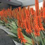 Aloe Outback Orange Tm Aloe Outback Orange Tm