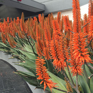 Aloe Outback Orange Tm Aloe Outback Orange Tm