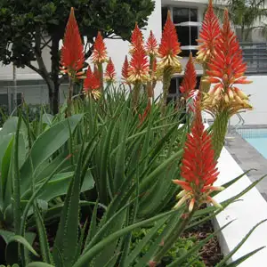 Aloe Venus Tm Aloe Venus Tm