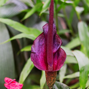 Amorphophallus Konjac