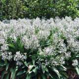Arthropodium Matapouri Bay 2019 Lpoartmba - Garden Express Australia