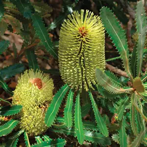 Banksia Serrata