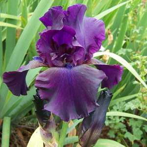 Bearded Iris Superstition Bearded Iris Superstition