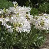 Belladonna White Pkbliwhi 2018 - Garden Express Australia