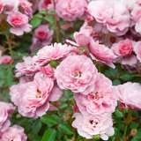 Standard Rose Bonica Standard Rose Bonica