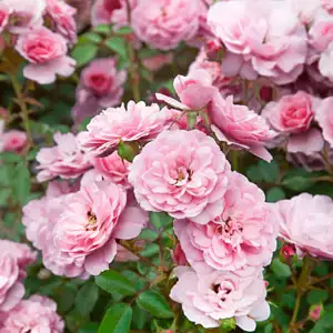 Standard Rose Bonica Standard Rose Bonica