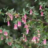 Correa Dusky Bells 20 Lpocordbe - Garden Express Australia