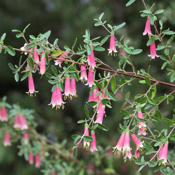 Correa Dusky Bells Correa Dusky Bells