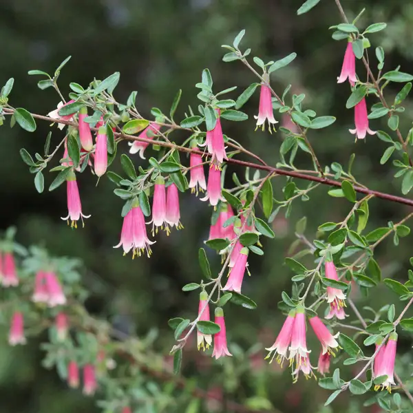 Correa Dusky Bells Correa Dusky Bells