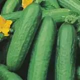 Cucumber Lebanese - Garden Express Australia