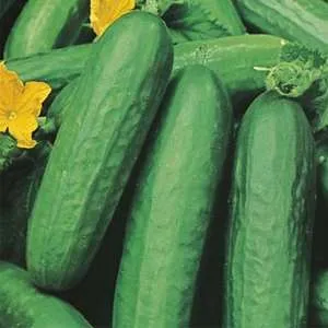 Seed – Cucumber Lebanese Seed – Cucumber Lebanese