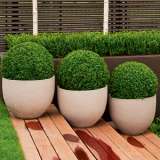 Dutch Box 2019 Lpodutbox - Garden Express Australia