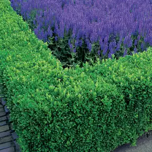 English Box Hedge Collection 12 Plants English Box Hedge Collection 12 Plants