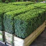 English Box 2019 Summer Lpoengbox - Garden Express Australia