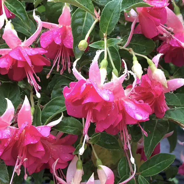 Fuchsia Priscilla Anne-louise Fuchsia Priscilla Anne-louise