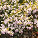 Golden Diosma Lpogoldio 2019 - Garden Express Australia