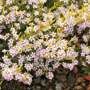 Golden Diosma 75mm Pot Golden Diosma 75mm Pot